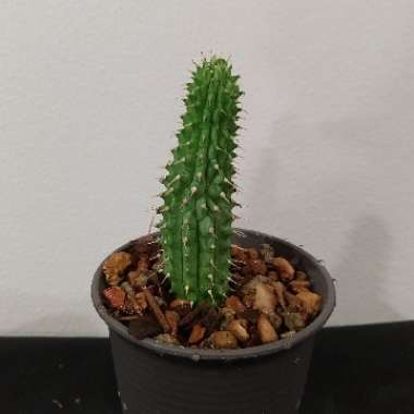 fairlyoddblu's plant