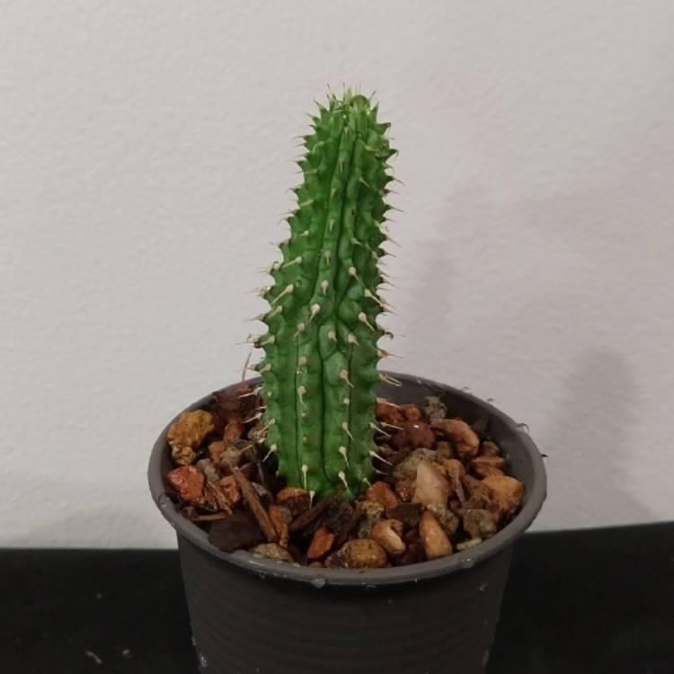 plant image 1143745