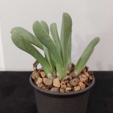 fairlyoddblu's plant