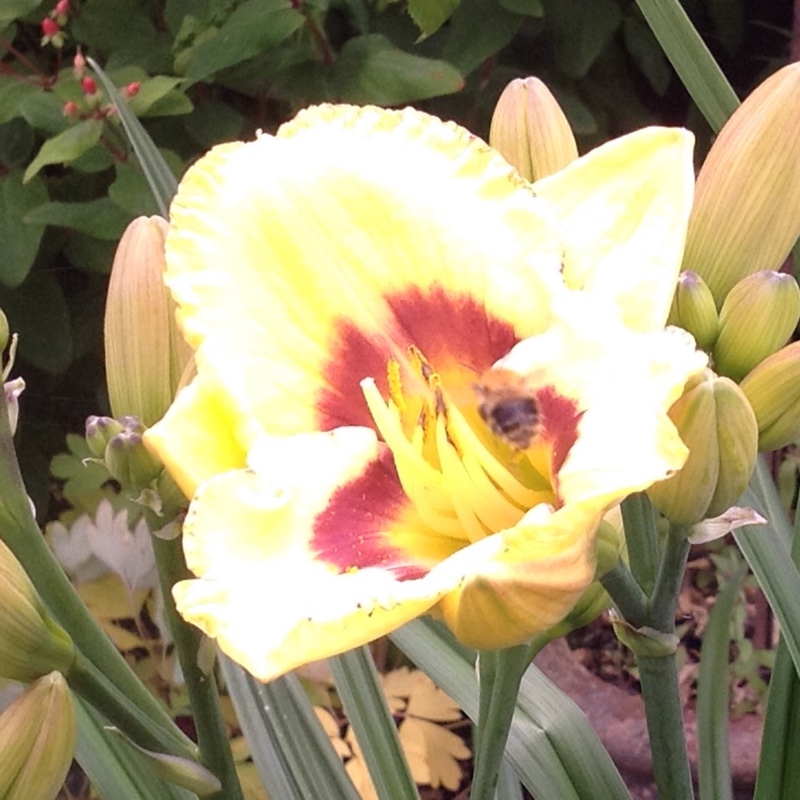 Anne's garden