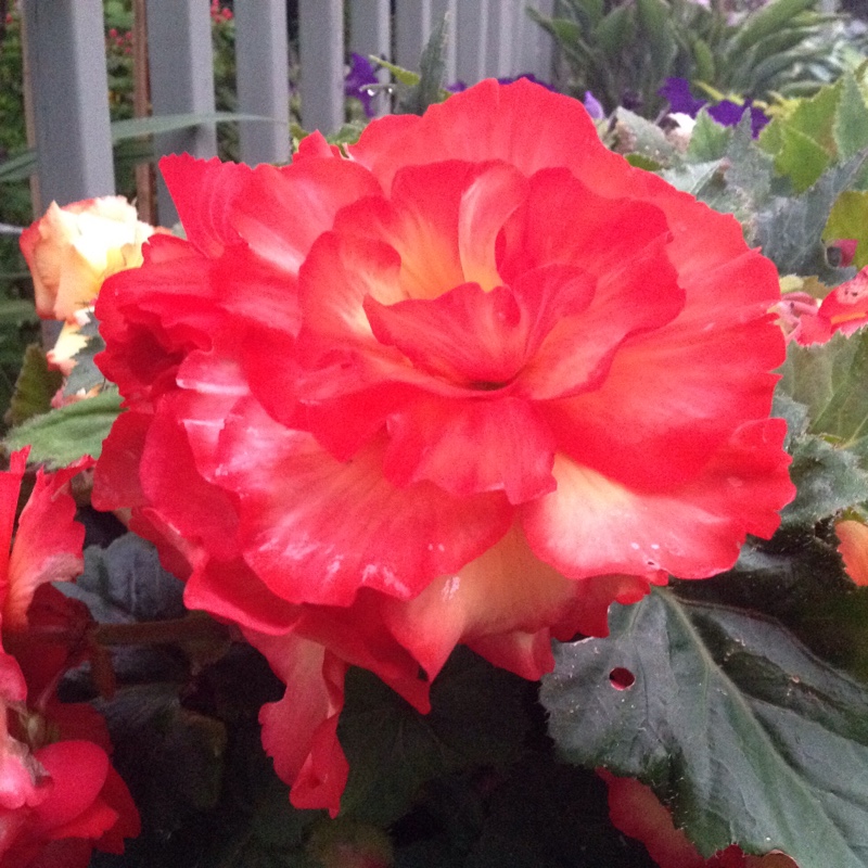 Anne's garden
