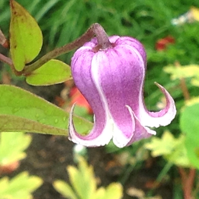 Anne's garden
