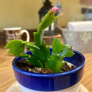 Christmas Cactus