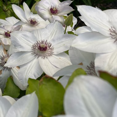 Faith's garden