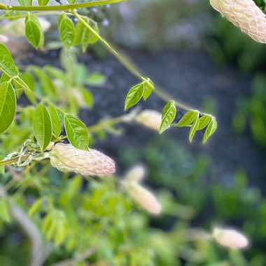 Faith's garden