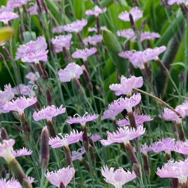 Faith's garden