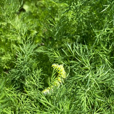 Faith's garden