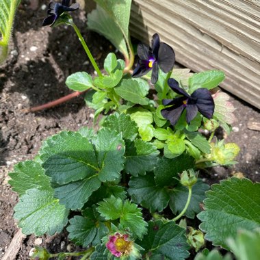 Faith's garden