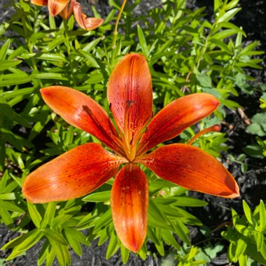 Faith's garden