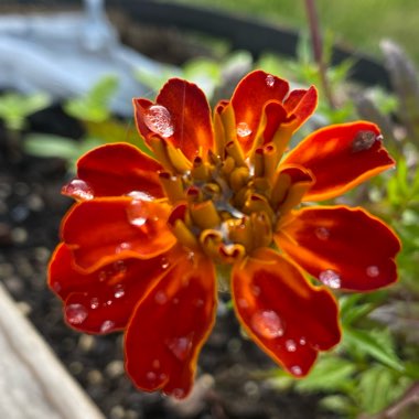 Faith's garden