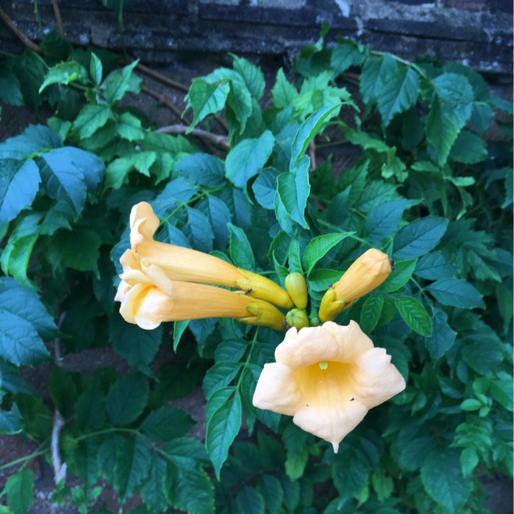 Plant image Campsis