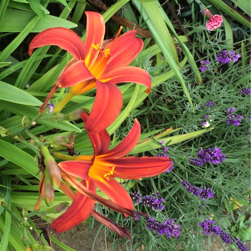 plant image 50975