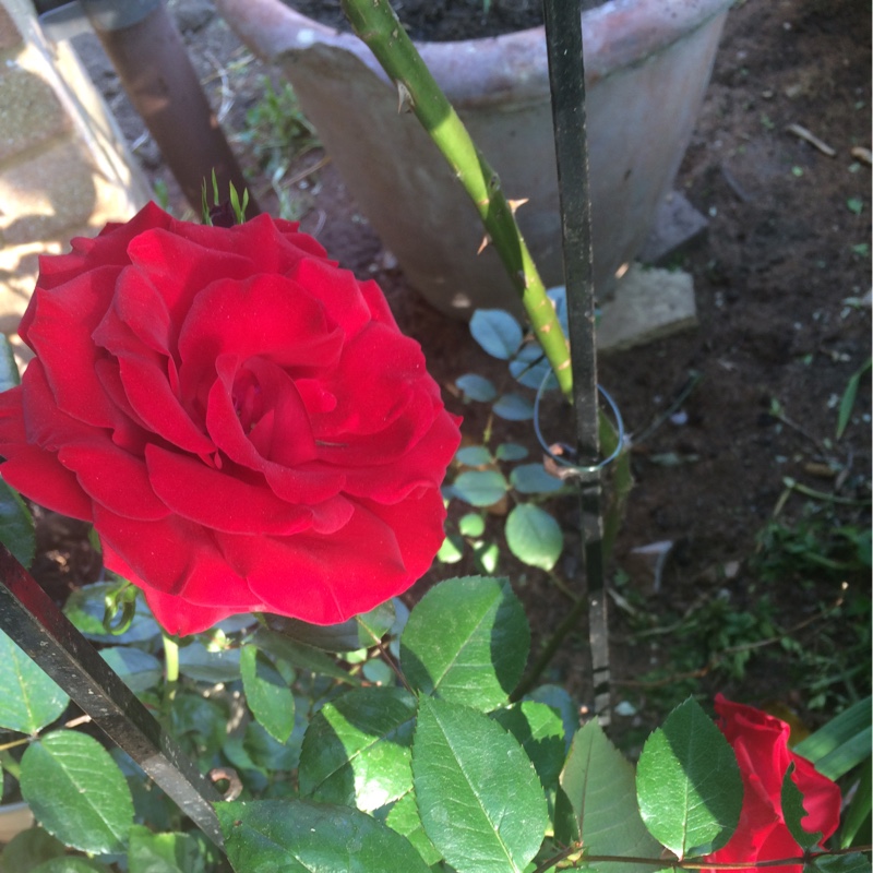 Plant image Rosa 'Bellaroma'