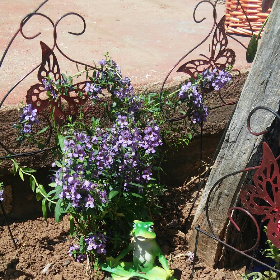 Plant image Angelonia