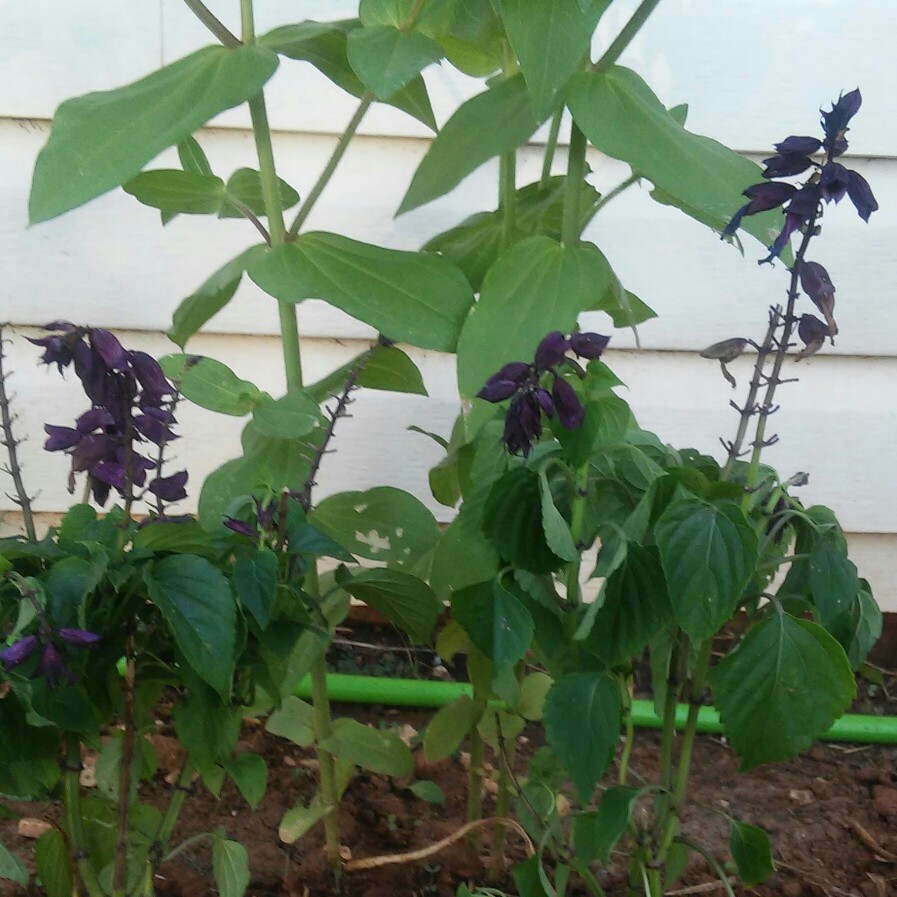 Plant image Salvia splendens 'Sizzler Purple'