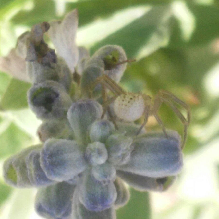 Plant image Salvia farinacea 'Strata'