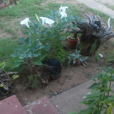 's garden