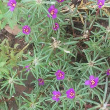 's garden