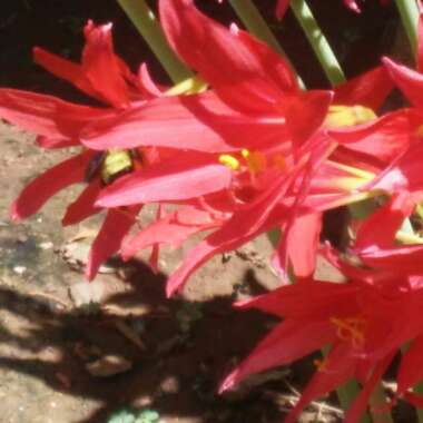 's garden