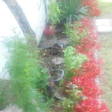 's garden