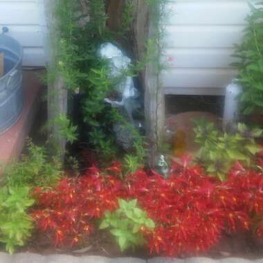 's garden