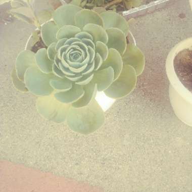 Faith's garden