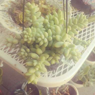 Sedum 'Burrito'