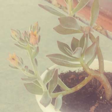Faith's garden