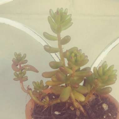 Sedum 'Pink Jelly Beans'