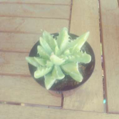 Variegated Tiger Jaws