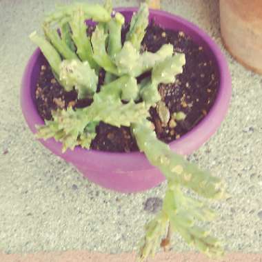 Faith's garden