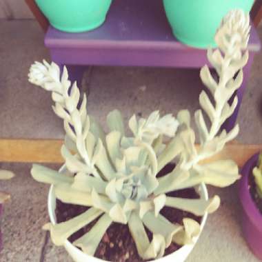 Echeveria 'Runyonii Topsy Turvy'
