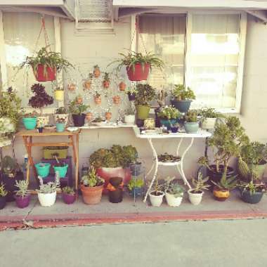 Faith's garden
