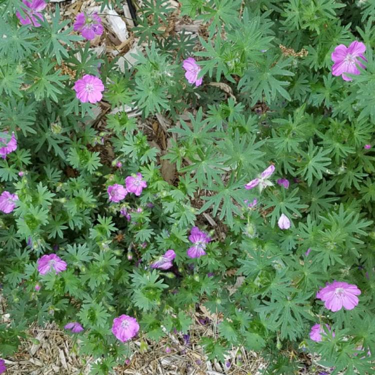 Plant image Geranium sanguineum 'Max Frei'