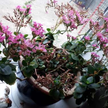 Flaming Katy 'Calandiva Pink'