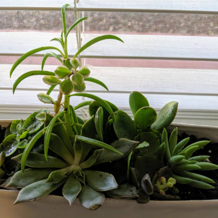 plant image 1155847