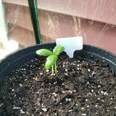 Cucumber 'Bush Crop'