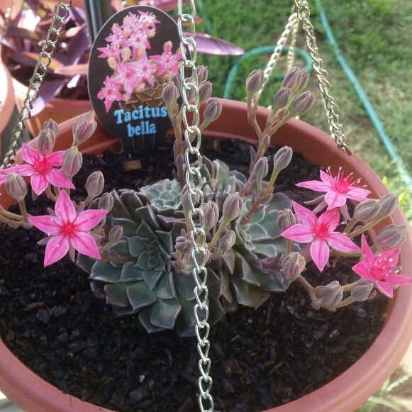 Plant image Tacitus Bellus syn.Graptopetalum Bellum