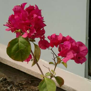 Bougainvillea