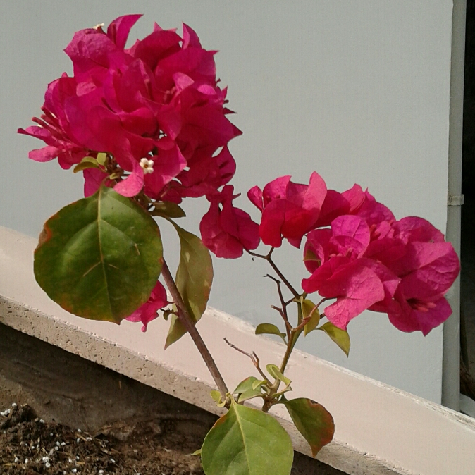 Plant image Bougainvillea 'Glabra'