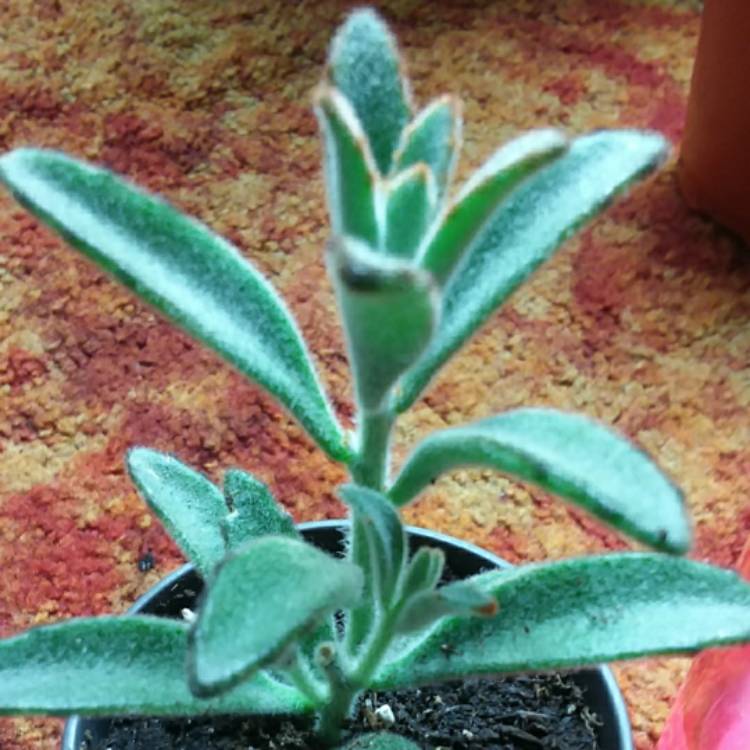 Plant image Kalanchoe Tomentosa Golden Girl