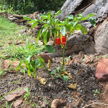 Chilli Pepper 'Poblano'