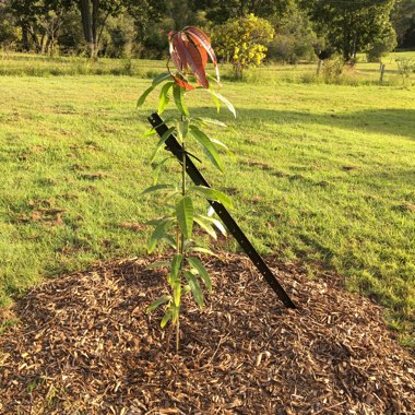 Mango 'Kensington Pride'