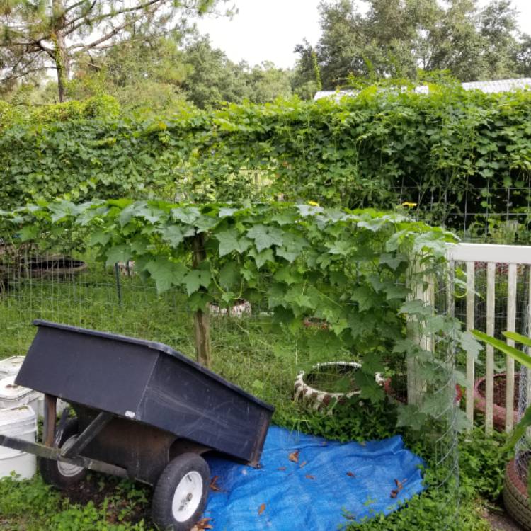 Plant image Luffa aegyptiaca