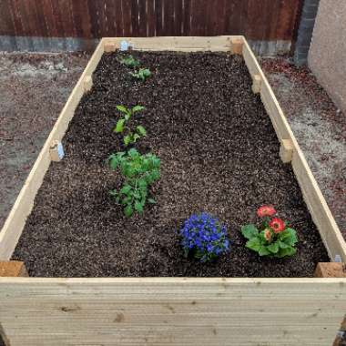 John's garden