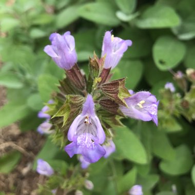Sue's garden