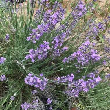 Sue's garden