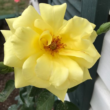 Rose 'Yellow Brick Road'