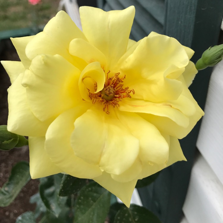 Plant image Rosa 'Yellow Brick Road'