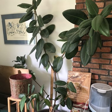 Rubber Tree